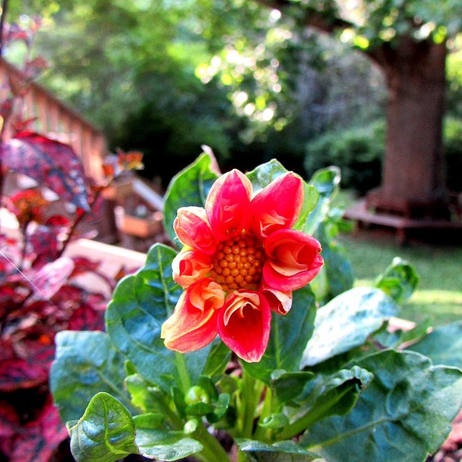 Red Leaf River Inn Waynesville Buitenkant foto